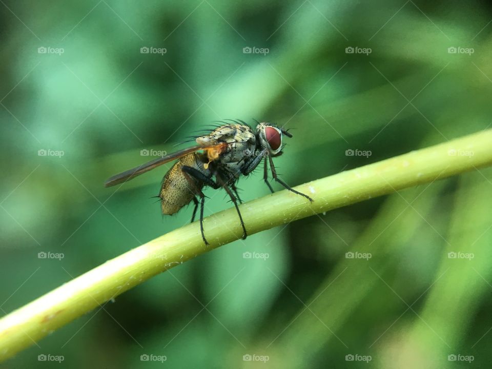 Fly closeup