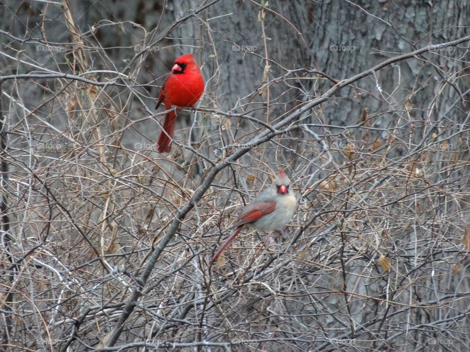 Cardinal Pair