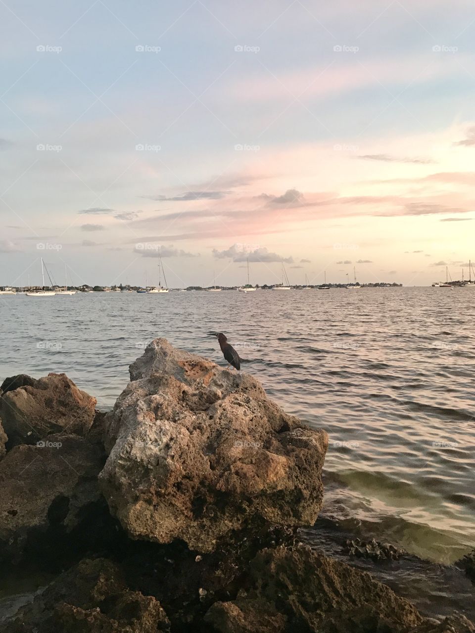 Sarasota bay bird