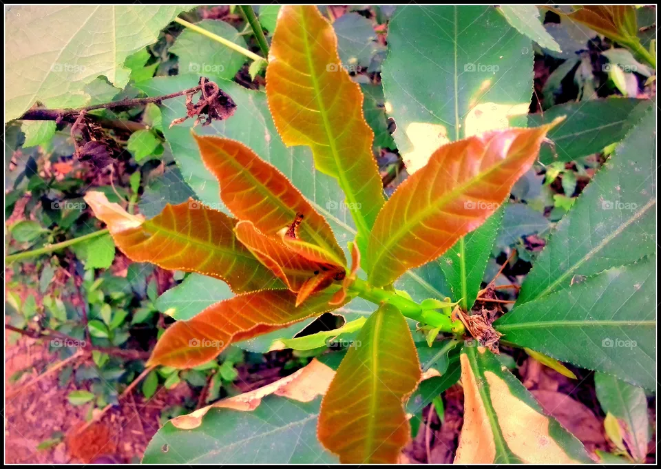 Leafs
