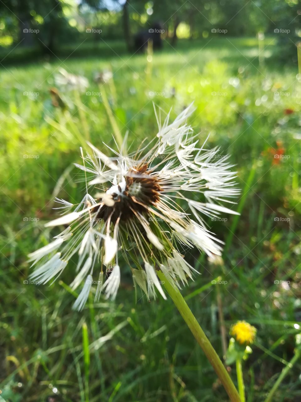 Perfect imperfections  - wet dandelion