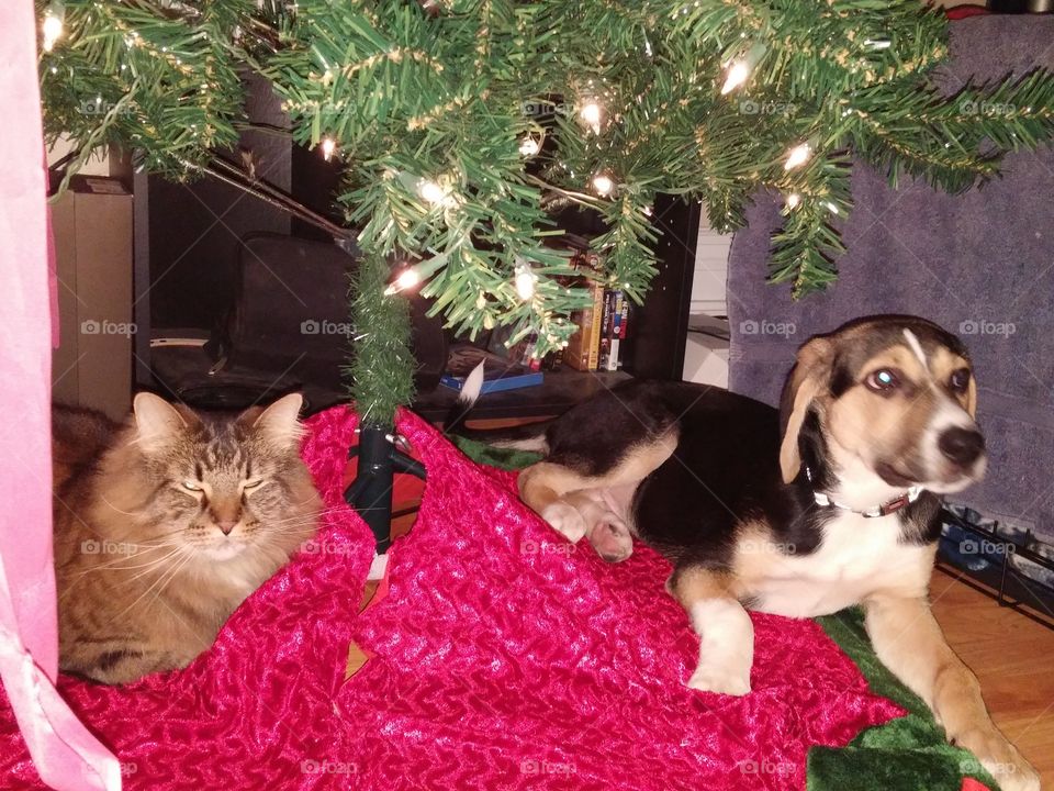 Puppy & Kitty under the Christmas Tree