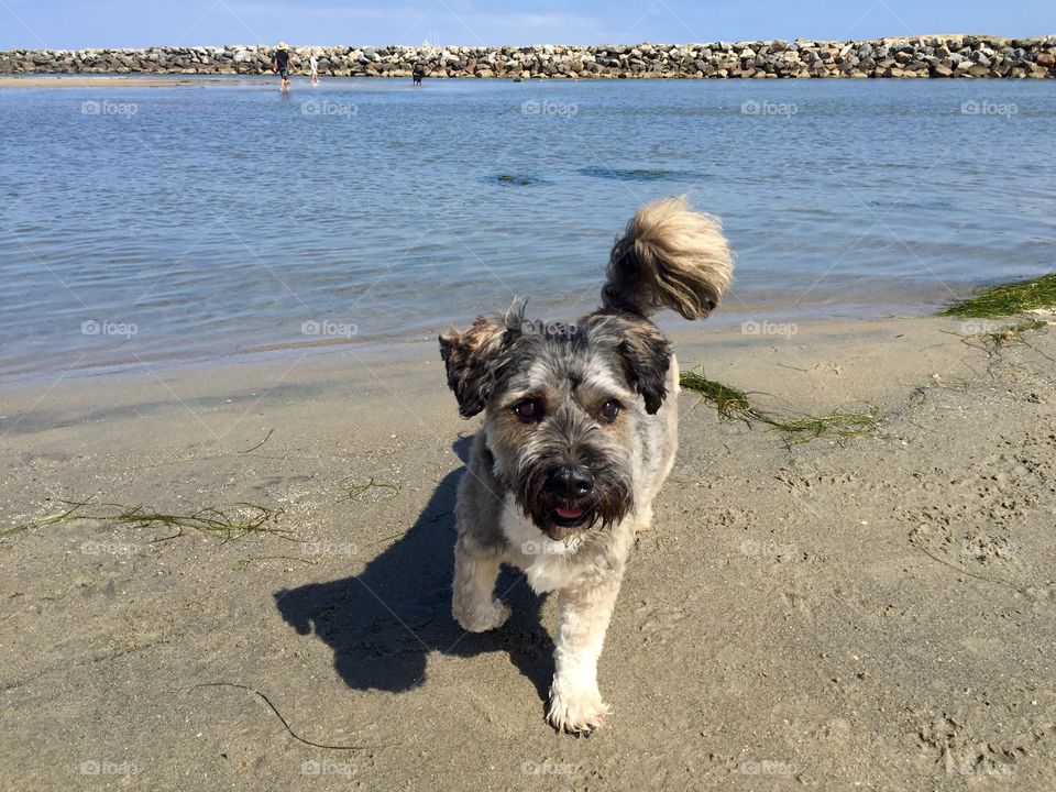 A dog standing on beach
