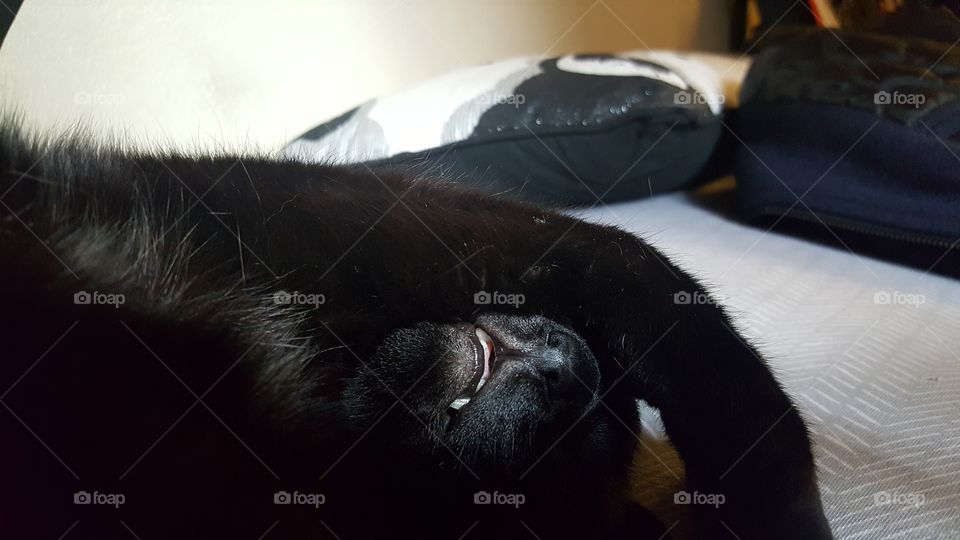 aleister the sleeping kitty