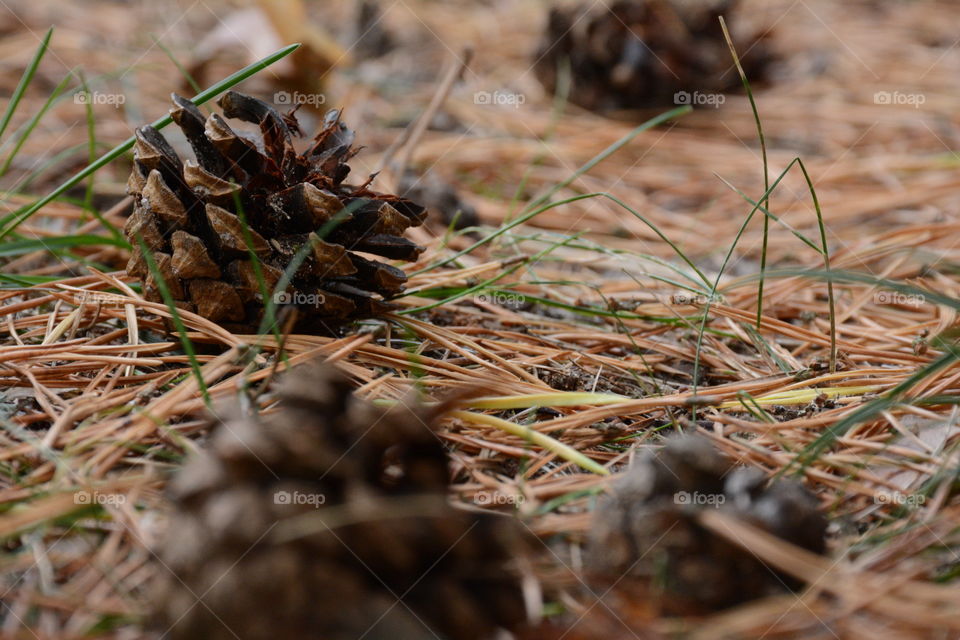 Pine cone on grass
