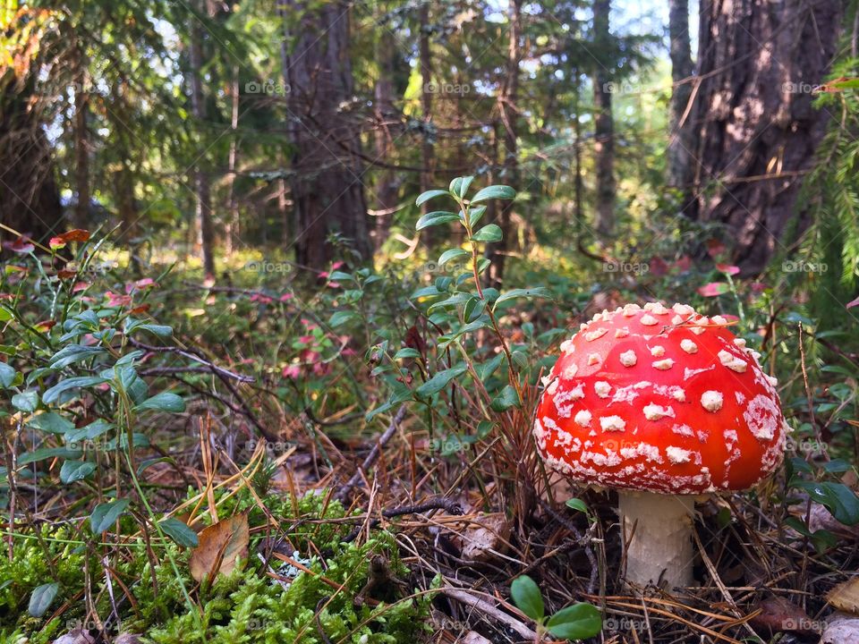 Mushroom in forest