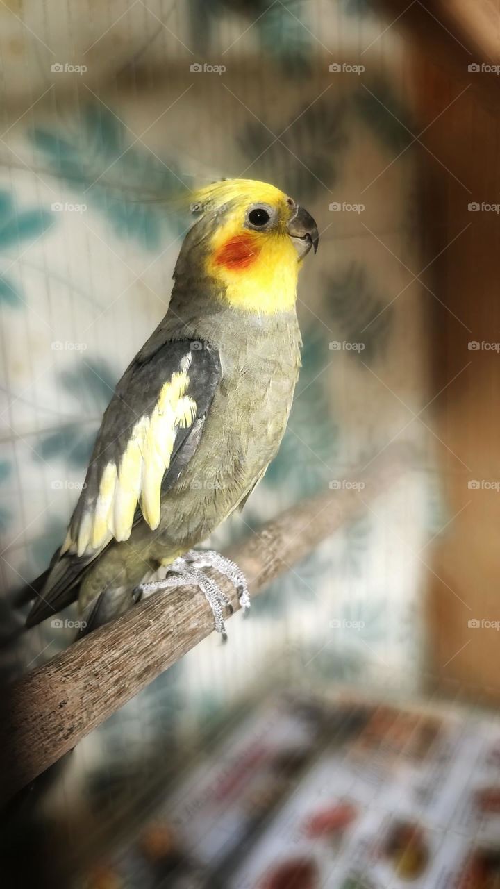 a beautiful little bird very tame