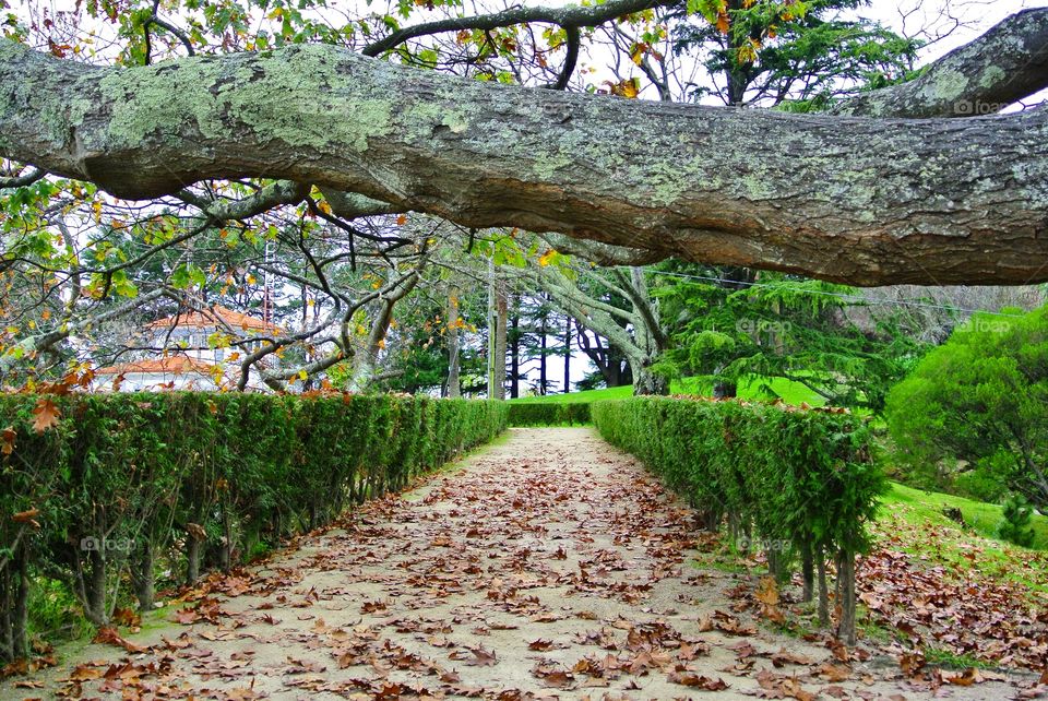 The park in the fall