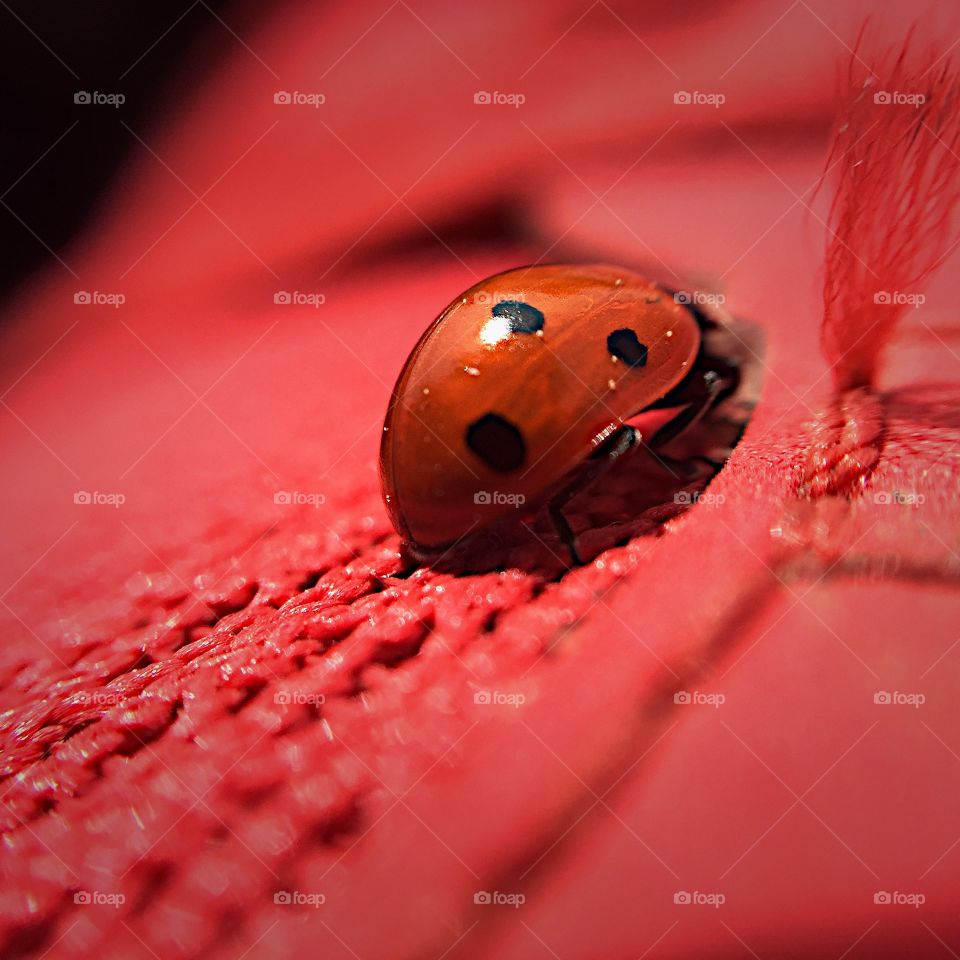 Ladybug. On my shoe this pretty lady sat