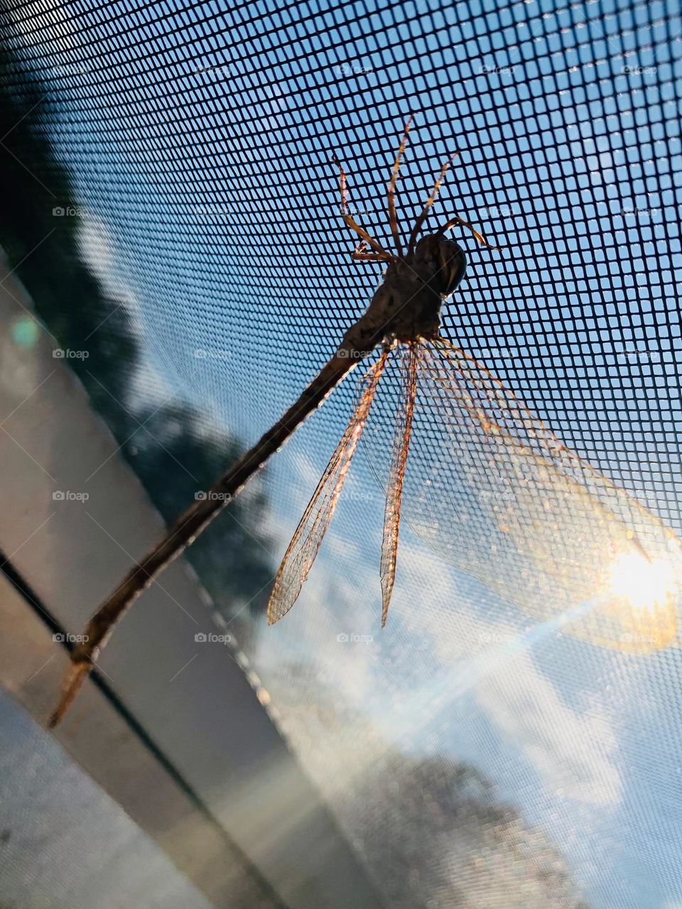 Beauty In Nature Of Dragonfly Hanging Out On Screen Enclosure Taking A Sunbath At Sunset