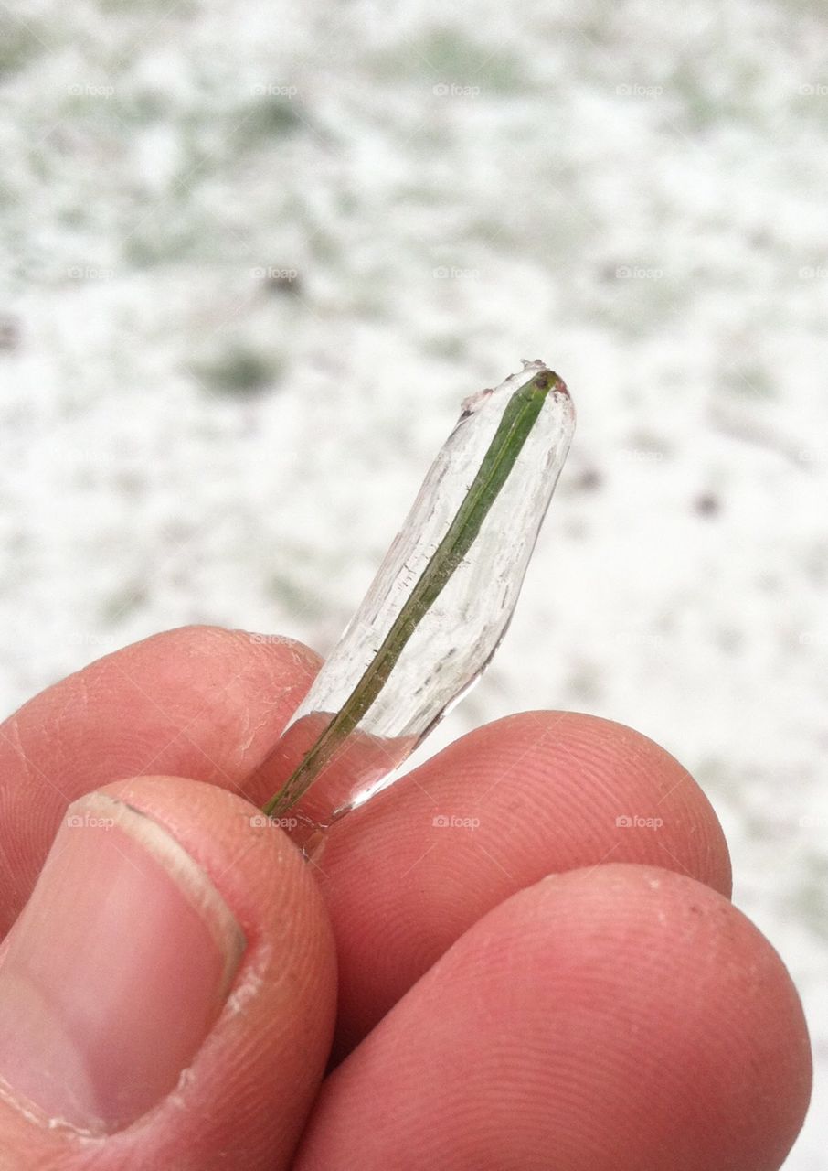 Frozen grass