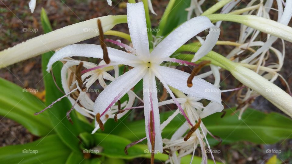 white flower, leaf and grass