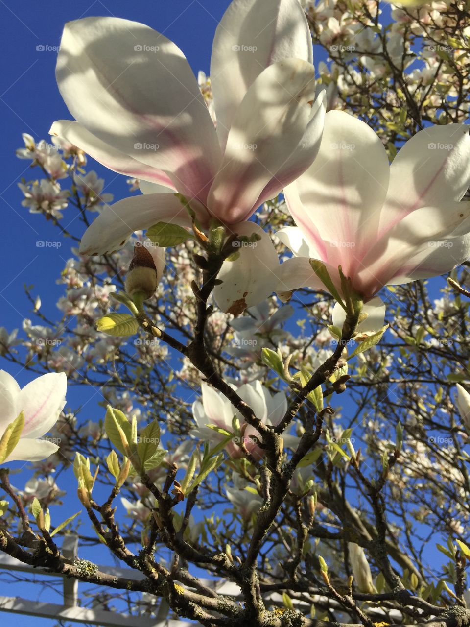 Magnolia tree