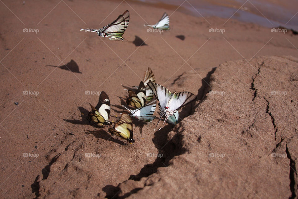 shadow water butterfly sand by christ