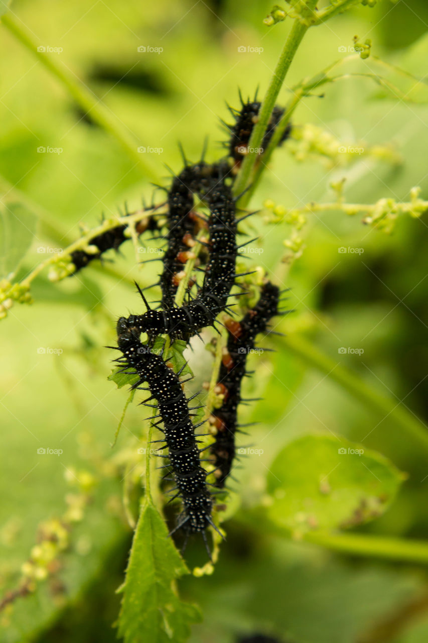 Insect, Caterpillar, Nature, Larva, Butterfly