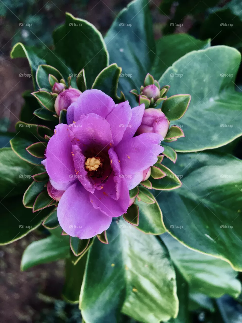 Flores 