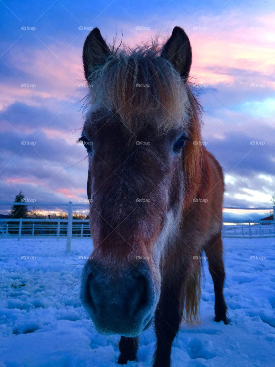 Horse in winter wonderland 