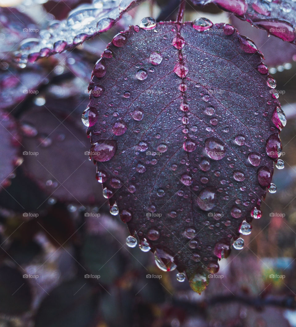 Raindrops on roses - water droplets on a purple rose bush leaf