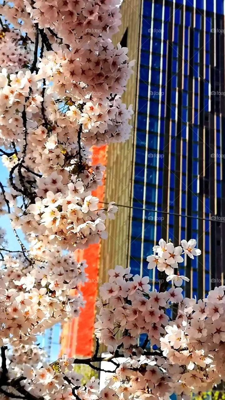 Fantastic blooming Japanese cherry tree and very beautiful newly built building in the background(City of Gothenburg)