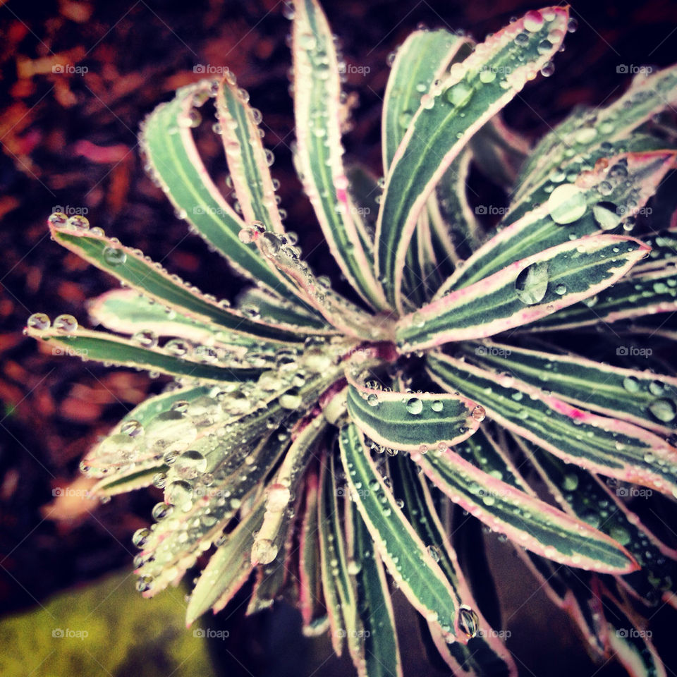 Rained on plant.