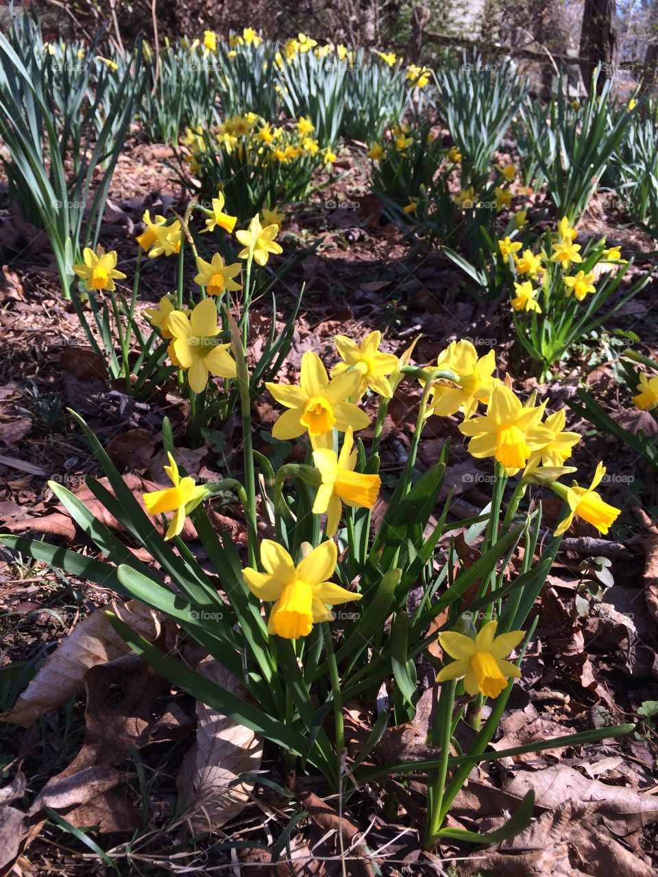 Bright yellow daffodils in the spring 