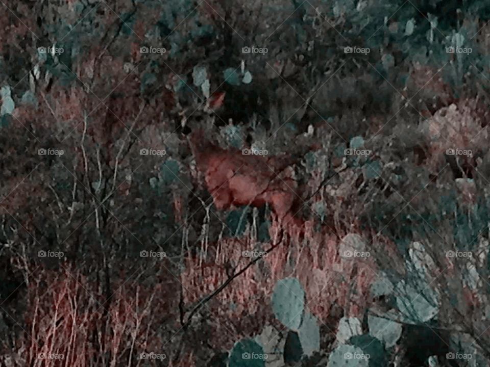 Deer in the desert