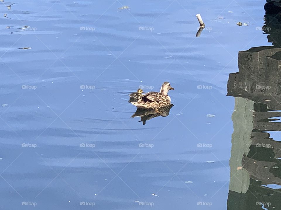 Duckling and mother duck