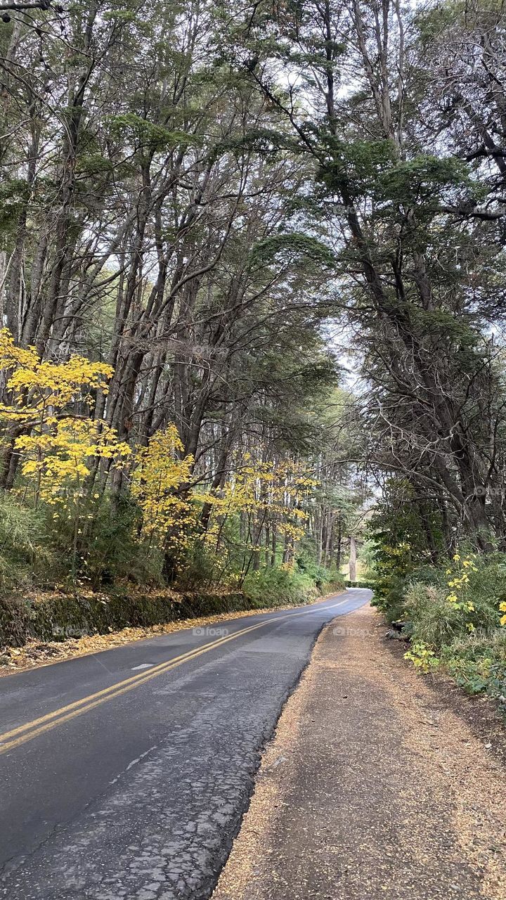 Rutas de retamas en los bosques 