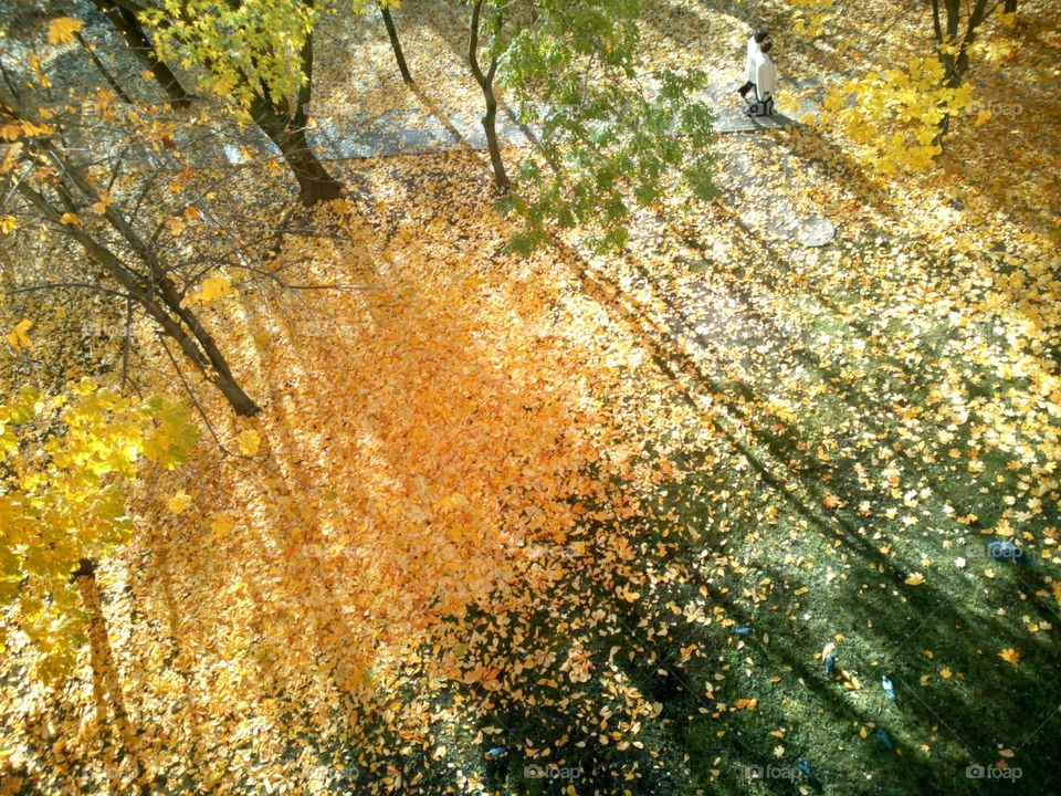 Fall, Nature, Leaf, Desktop, Tree