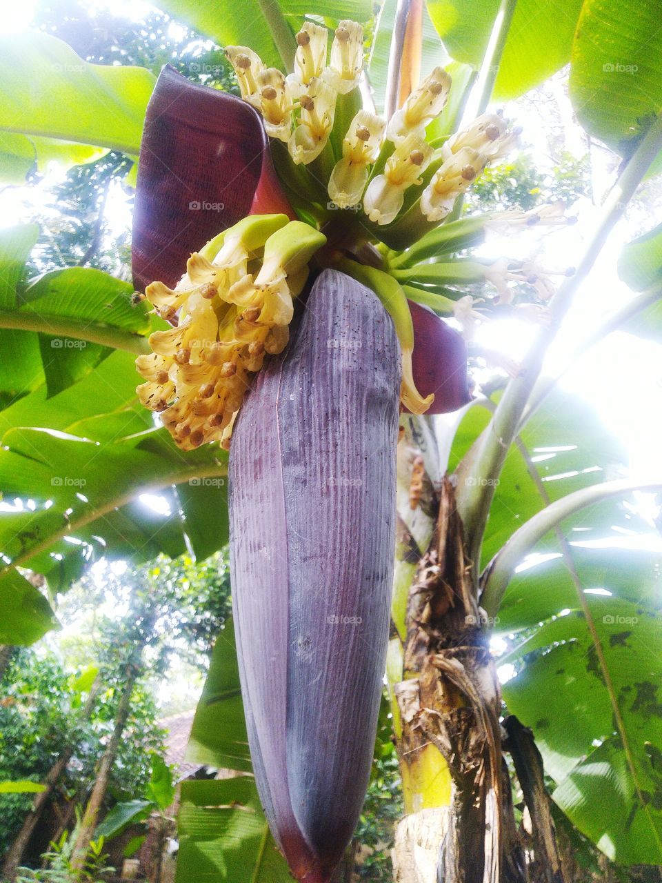 New bananas bear fruit and new flowers bloom