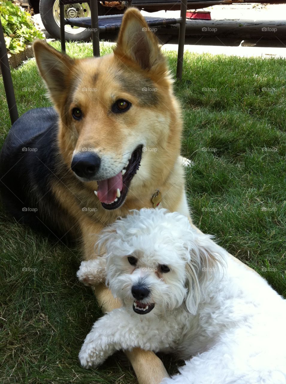 Cooper and Meeko Ii. Buddies enjoying a rest together. 