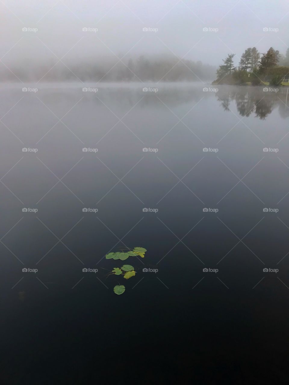 Lily pads and fog
