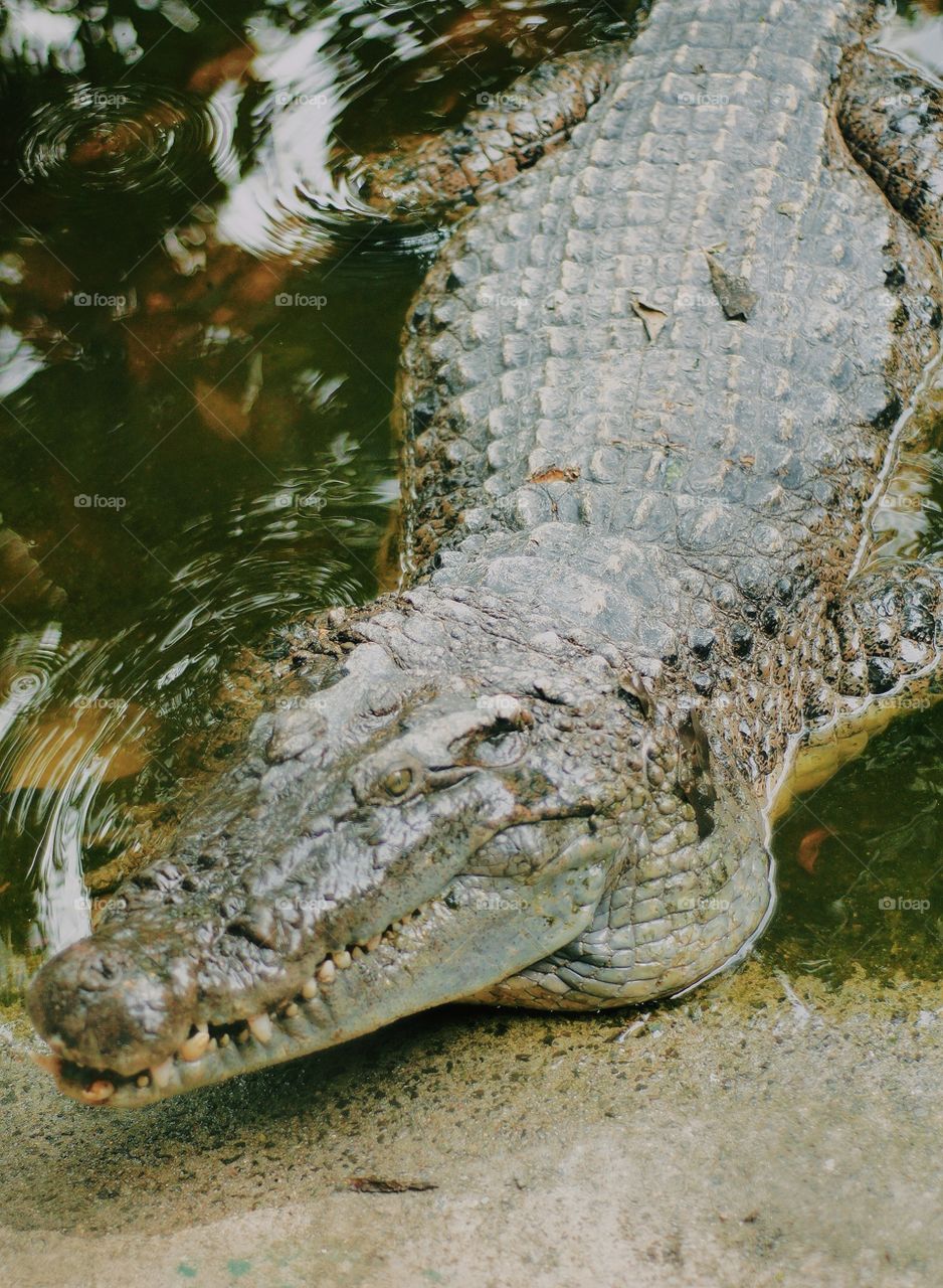 A lone crocodile quietly minding his own business and letting me admire him. This was taken on our last safari trip.