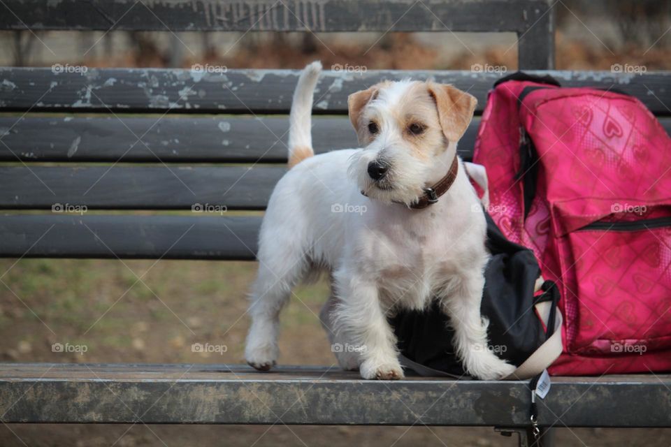 A portrait of a dog