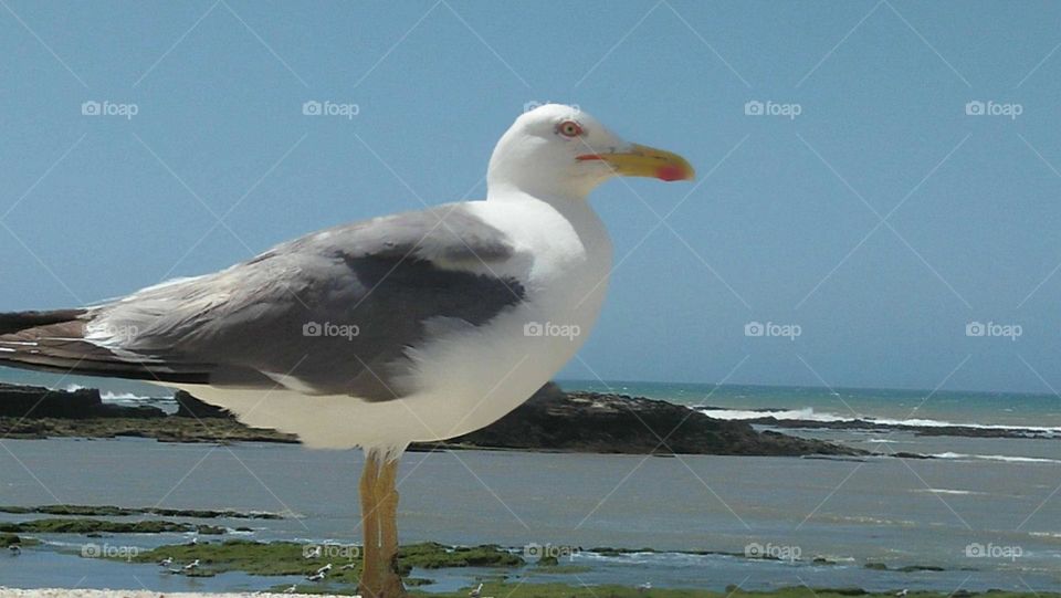 Beautiful seagull sitting on wall