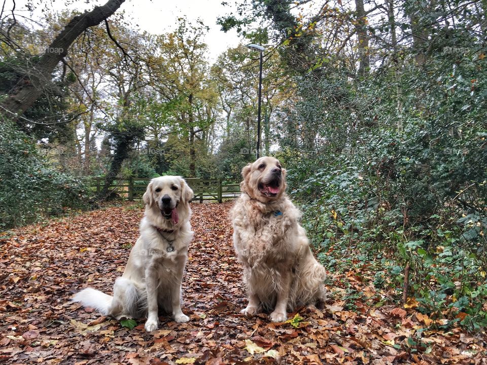 Dog, Nature, Pet, Grass, Animal