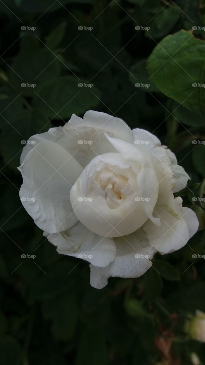 white wild rose