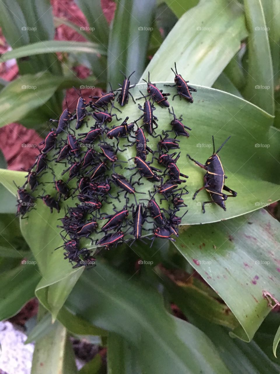 Locust babies