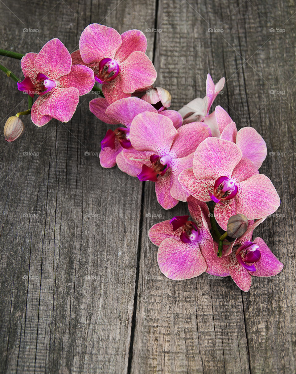 Pink orchids 