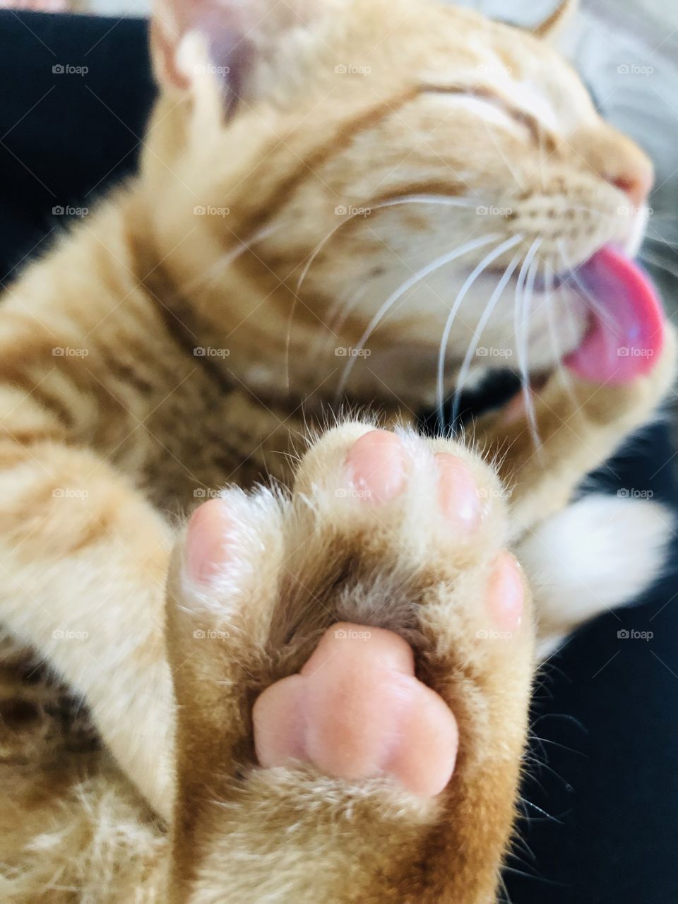 A Cute cat paw 