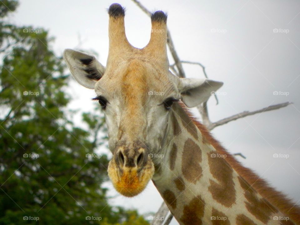 A giraffe in Botswana from Safari 2013 