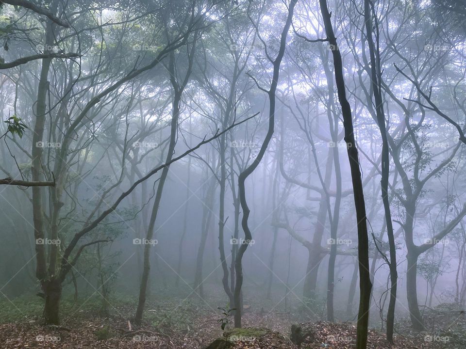fog and forest