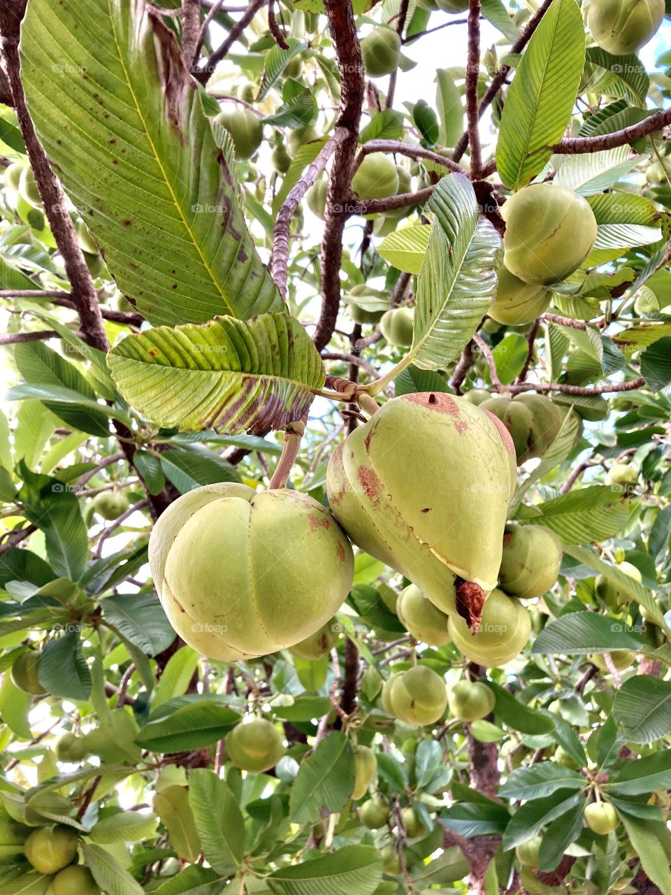 Breadfruit, pataca tree, elephant apple or lucky fruit!  These are the names of the dilenia, that exotic Brazilian fruit. / Fruta-pão, árvore da pataca, maçã de elefante ou fruta da sorte! São os nomes da dilênia, essa exótica fruta brasileira.