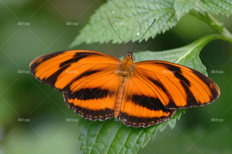 Orange banded butterfly