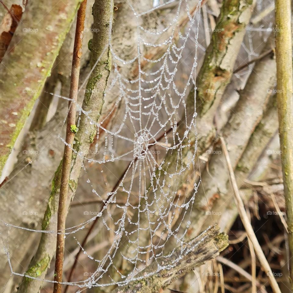 Spider web