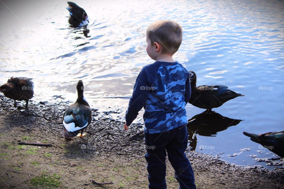 Child feeding ducks 