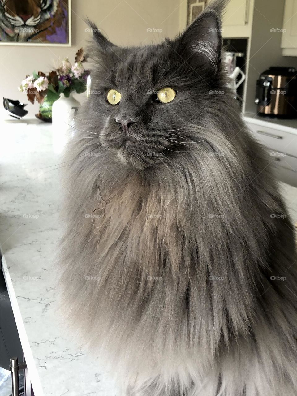 Maine Coon