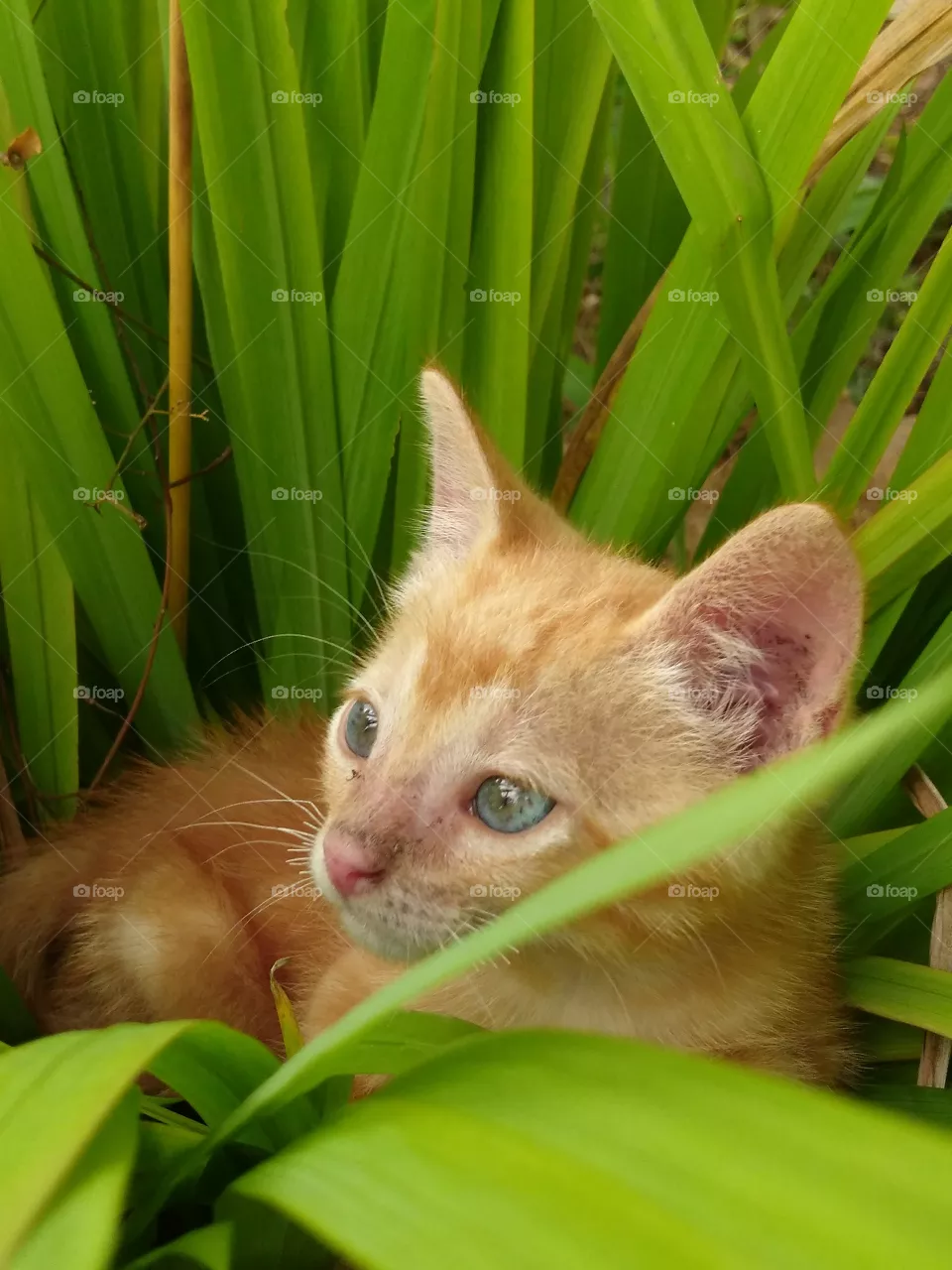 cat