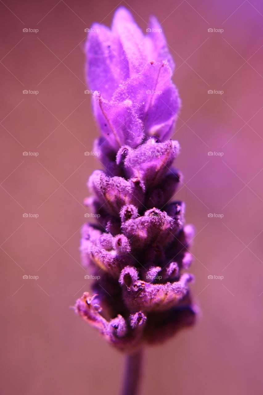 lavender