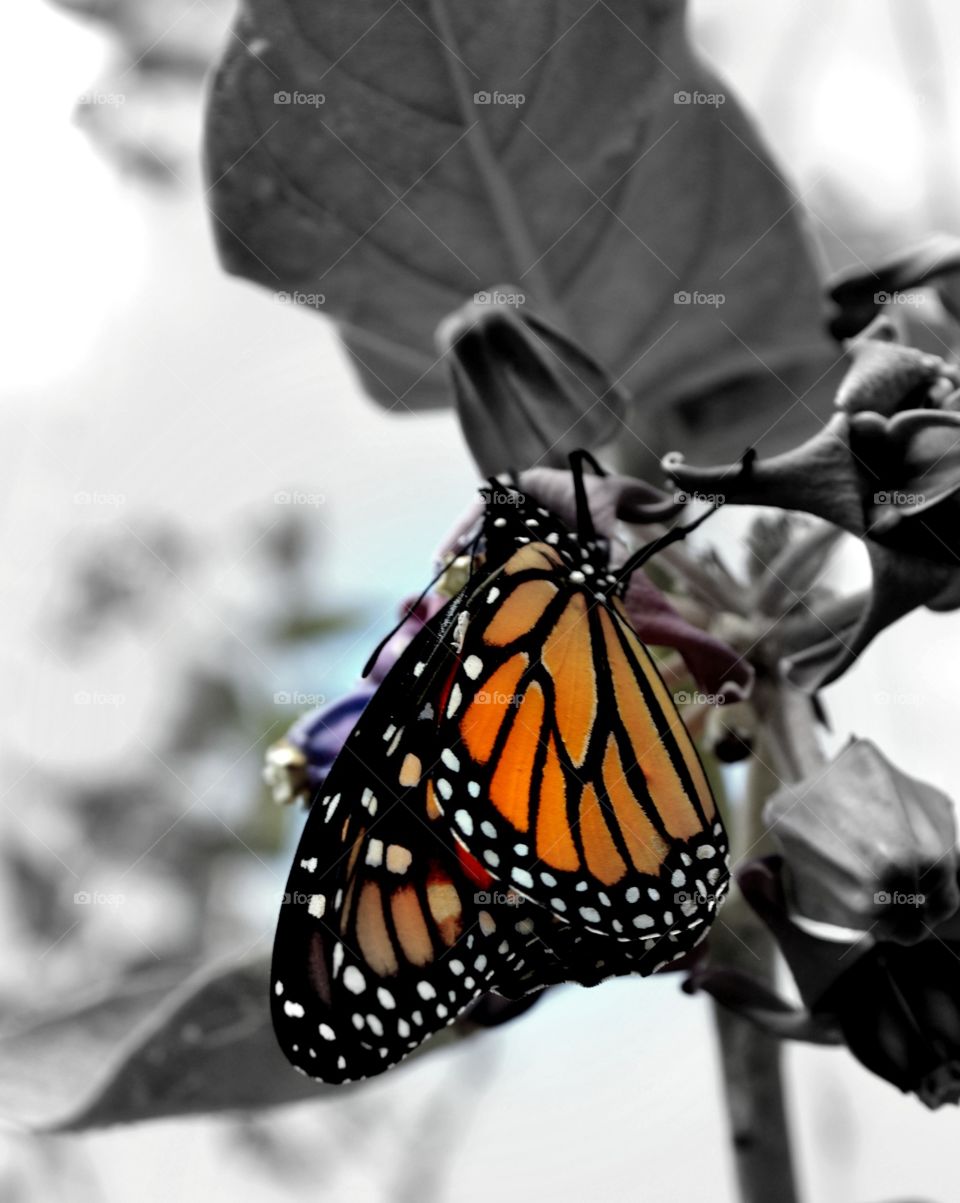 Monarch Butterfly
